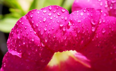 Doğa arka planında pembe çiçek