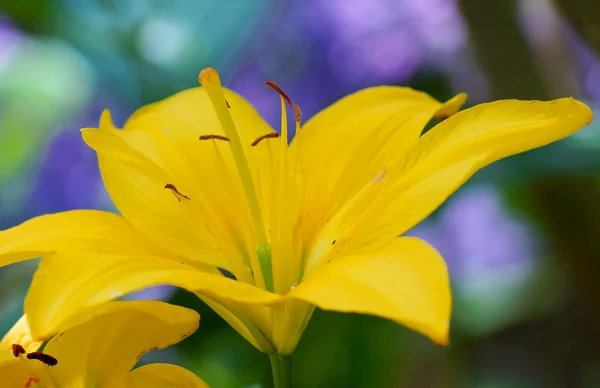 Gele lily bloemen — Stockfoto