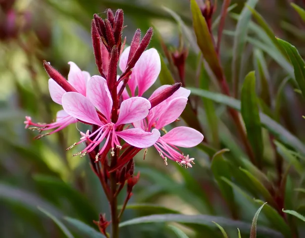 pembe gaura koyu kırmızı çiçekler kelebekler