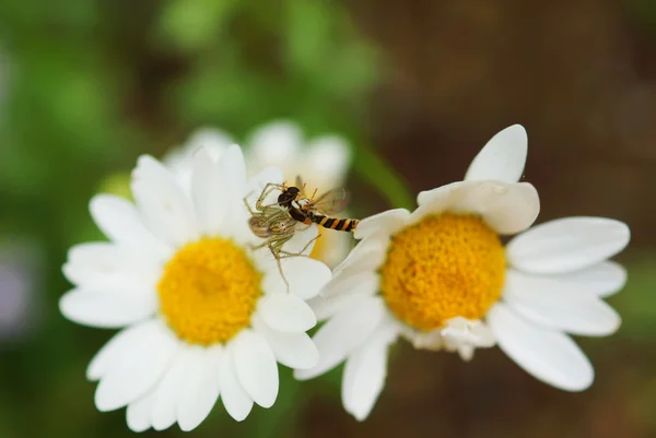 Spider while eating a bee on dasy flower — Stock Photo, Image