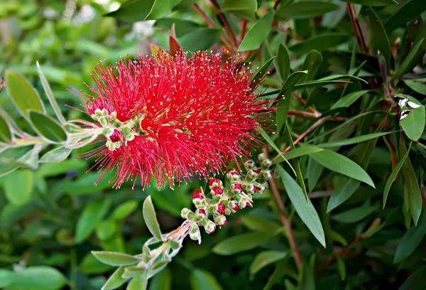 Kırmızı şişe fırça ağaç çiçek