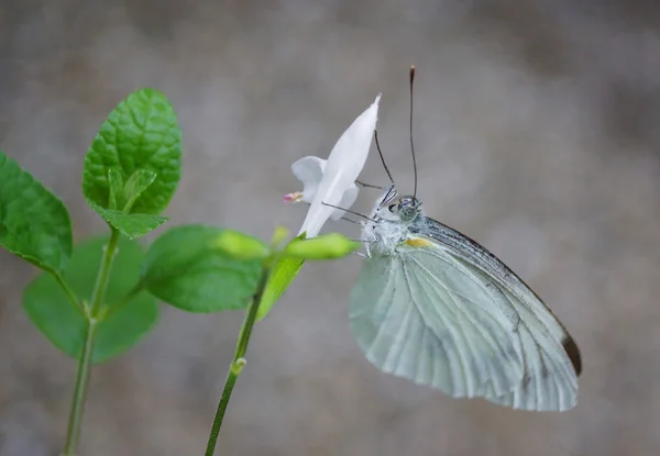 Beautifu Mariposa sobre la naturaleza — Foto de Stock