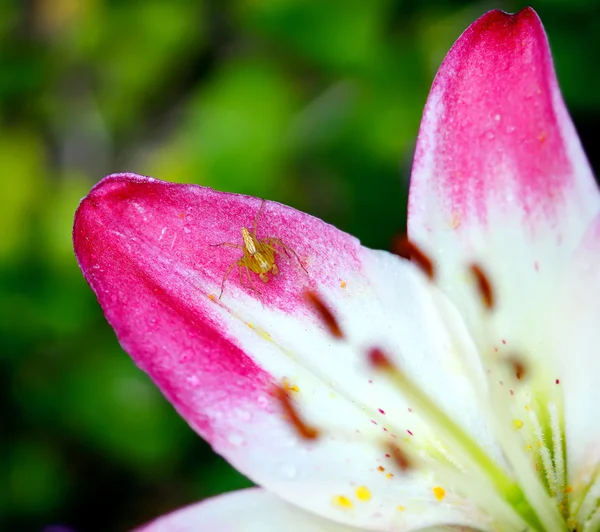 Bloeiende roze Lily bloem op aard achtergrond — Stockfoto