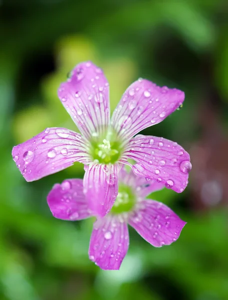 Růžové květy na pozadí přírody — Stock fotografie