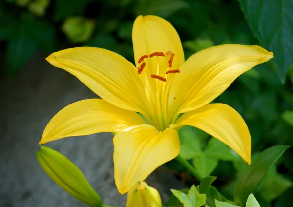 Gelbe Lilienblüten — Stockfoto