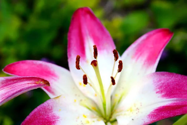 Flor de lírio rosa florescente no fundo da natureza — Fotografia de Stock