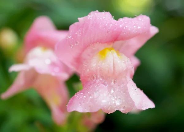 Fiore rosa sullo sfondo della natura — Foto Stock