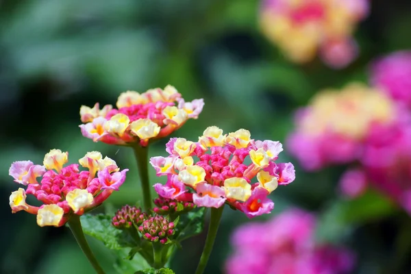 Schöne farbenfrohe lantana Blume — Stockfoto