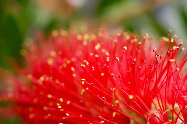 Red Bottle Brush Tree Flower — Stock Photo, Image