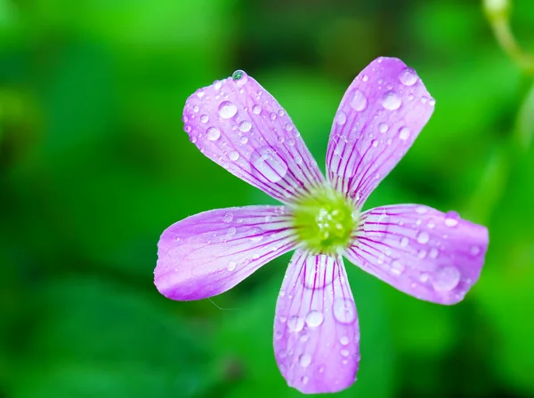 自然の背景にピンクの花 — ストック写真