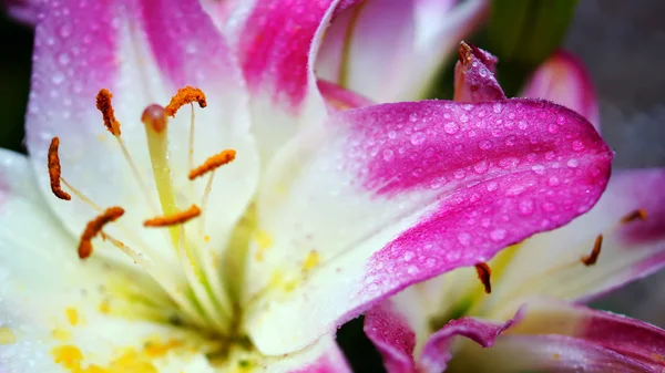 Цветущая розовая Лили Цветок на фоне природы — стоковое фото