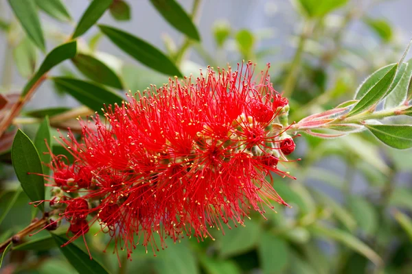 Red Bottle Brush Tree Flower — Stock Photo, Image