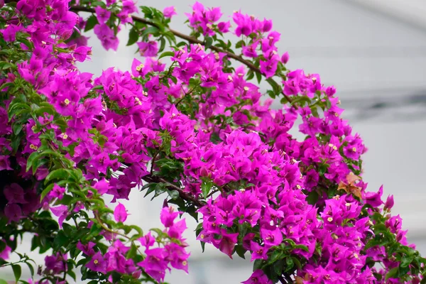 Färgstarka blommande bougainvillea blommor på regnar dagen — Stockfoto