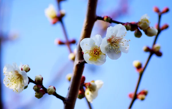 Tavaszi virág sárgabarack virágok — Stock Fotó