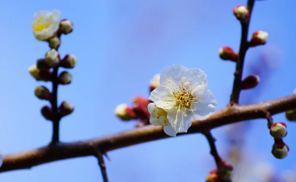Primavera flor damasco Flores — Fotografia de Stock