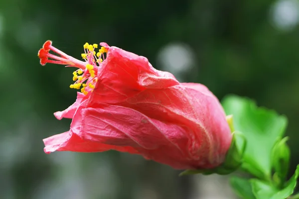 Kwiat hibiskusa — Zdjęcie stockowe