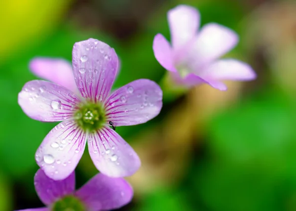 自然の背景にピンクの花 — ストック写真