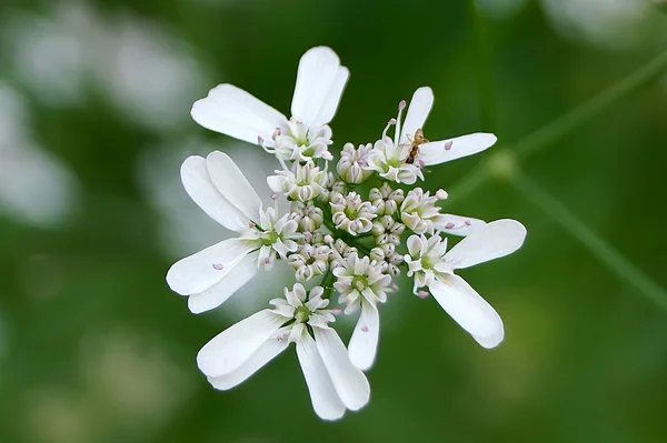 Fiore di coriandolo Fotografia Stock