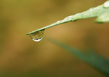 Yeşil çimenlerin üzerinde üzerinde su damlası
