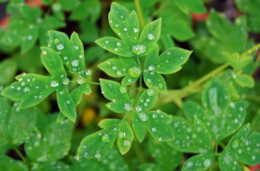water drop on on green leaf