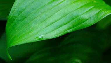 yaprak yeşil arka plan