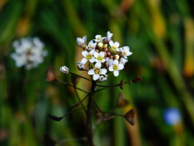 renkli beyaz gass çiçek bahar Japonya'da