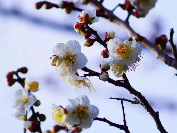 Fiori di albicocca di fiori di primavera — Foto Stock