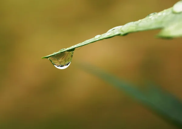 Kropla wody na na zielonej trawie — Zdjęcie stockowe