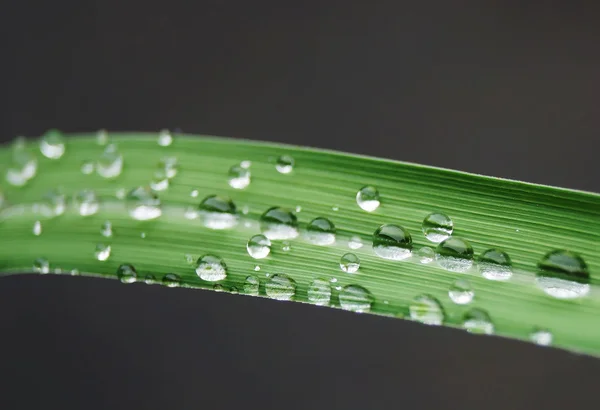 水滴在绿色的草地上 — 图库照片