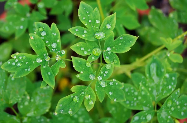 Goccia d'acqua su foglia verde — Foto Stock