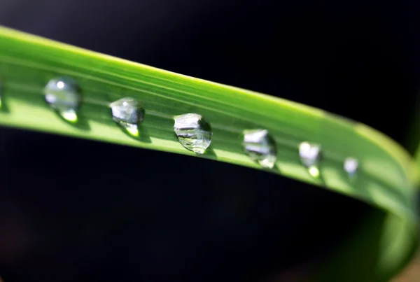 Крапля води на зеленій траві — стокове фото