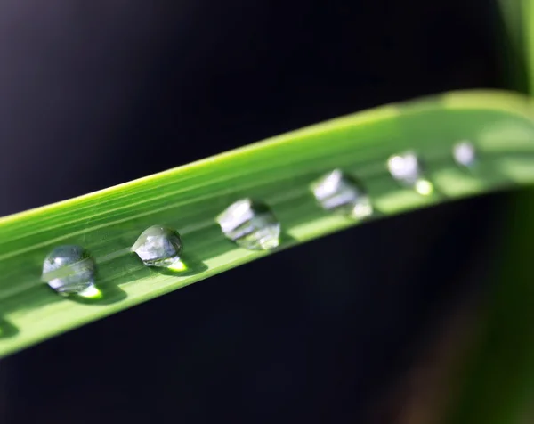 Kropla wody na na zielonej trawie — Zdjęcie stockowe