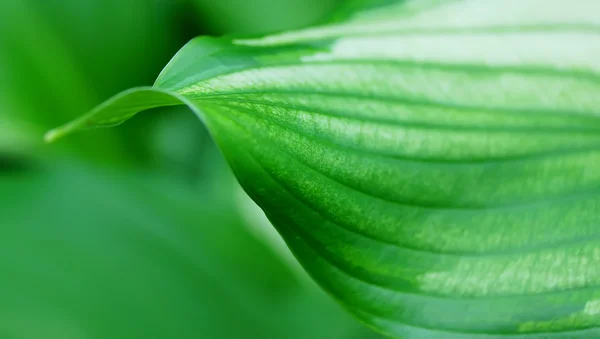 yaprak yeşil arka plan