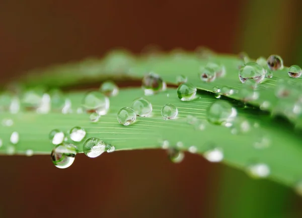 Gota de água na grama verde — Fotografia de Stock