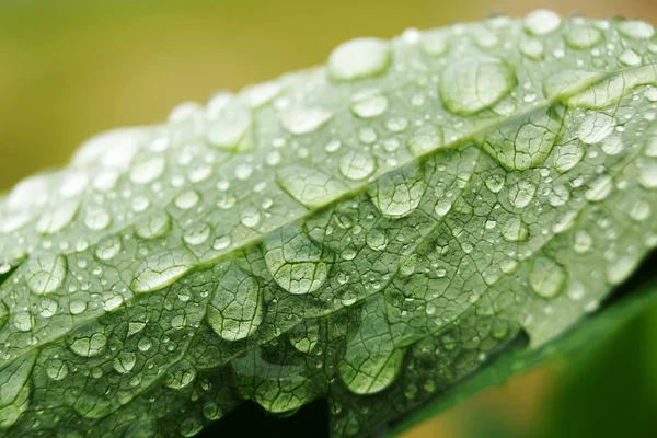 Gota de água na folha verde — Fotografia de Stock