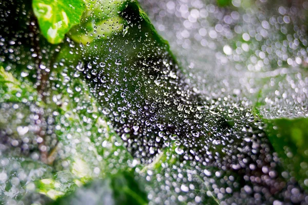 Water droplets on a spider web — Stock Photo, Image