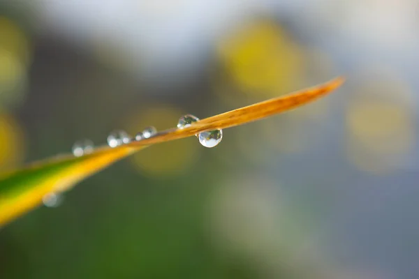 Gota de água na grama verde — Fotografia de Stock