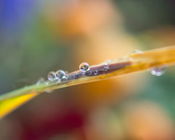 Water drop on on green grass — Stock Photo, Image