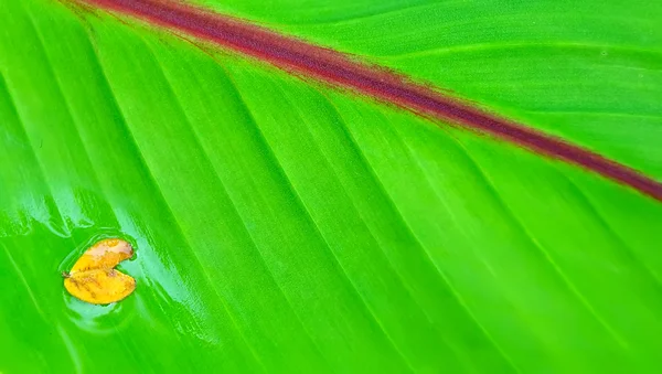 Fresh Banana leaf use as background — Stock Fotó