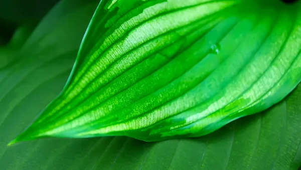 yaprak yeşil arka plan