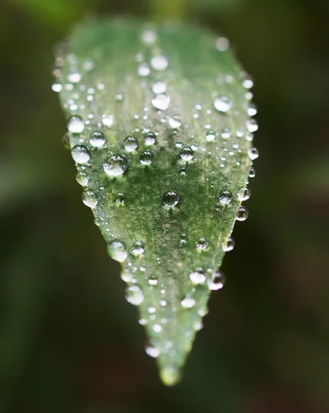 Water drop on geen leaf — Stock Photo, Image