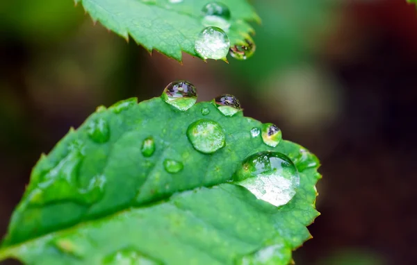 Gotas de chuva na folha — Fotografia de Stock