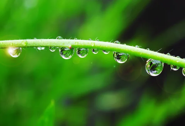 叶子上的雨滴 — 图库照片