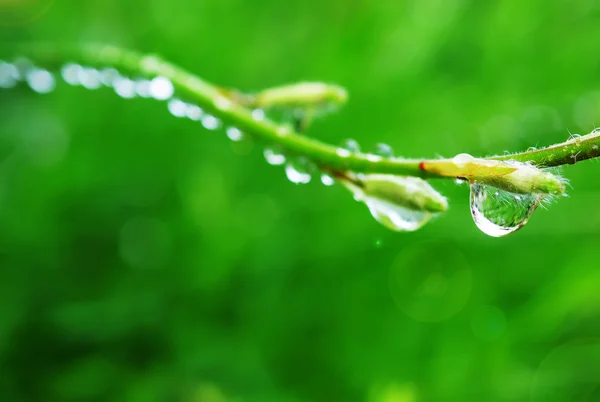 叶子上的雨滴 — 图库照片