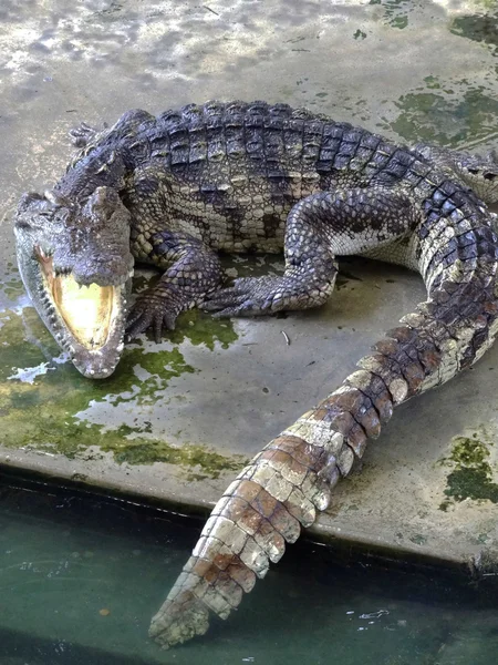 Crocodil . — Fotografie, imagine de stoc