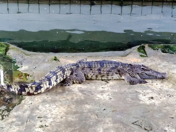 Krokodil. — Stockfoto