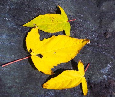 Renkli sonbahar yapraklarının arkaplanı