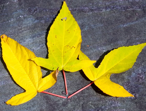 Sfondo di foglie autunnali colorate — Foto Stock