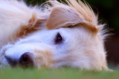 Güzel Golden Retriever