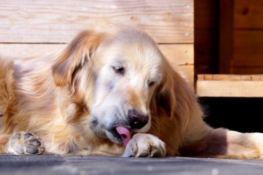 Güzel Golden Retriever